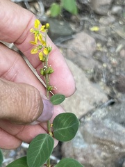 Galphimia angustifolia