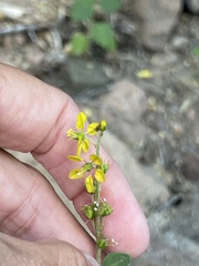 Galphimia angustifolia