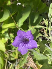 Ruellia californica