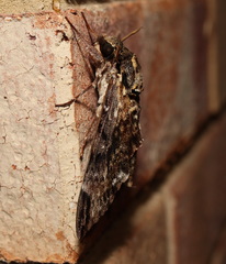 Psilogramma menephron