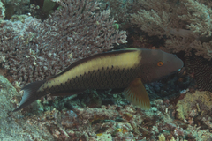 Cetoscarus ocellatus