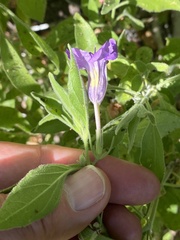 Ruellia californica