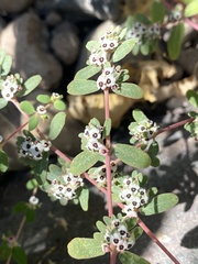 Euphorbia pediculifera