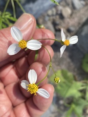 Coreocarpus parthenioides parthenioides