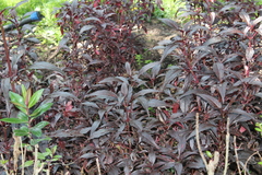 Angiospermae