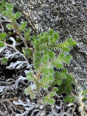 Selaginella hansenii