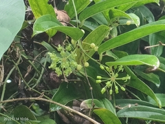 Smilax china