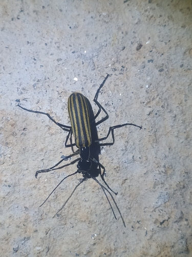 Epicauta excavata