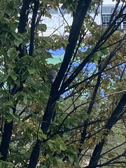 Sphyrapicus thyroideus