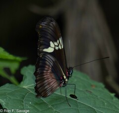 Heliconius hortense