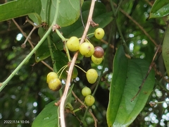 Smilax china