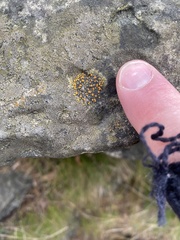 Candelariella aurella