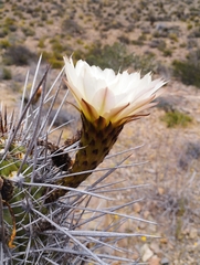 Trichocereus deserticola