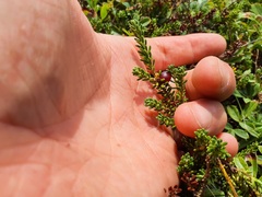 Empetrum eamesii
