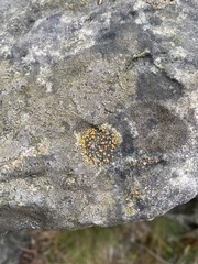 Candelariella aurella