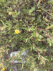Stylosanthes