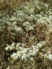 Torilis arvensis