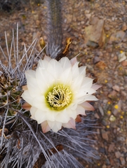 Trichocereus deserticola