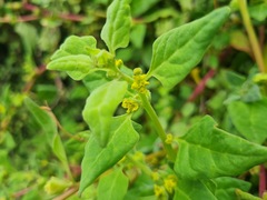 Tetragonia