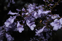 Jacaranda