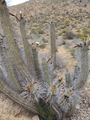 Trichocereus deserticola