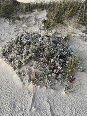 Artemisia stelleriana