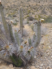 Trichocereus deserticola