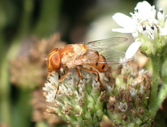 Copestylum sexmaculatum