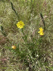 Oenothera stricta stricta