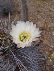 Trichocereus deserticola