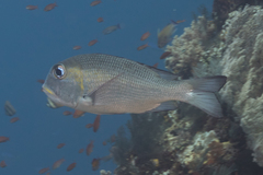 Monotaxis grandoculis