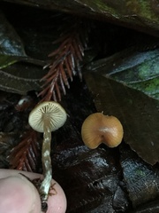 Galerina badipes