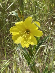 Oenothera stricta stricta