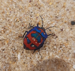 Tectocoris diophthalmus