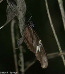 Heliconius hortense