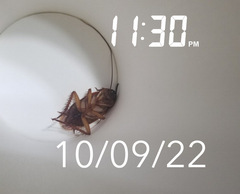 Periplaneta americana