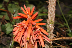 Aloe