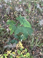 Heracleum dissectum