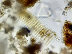 Fragilaria