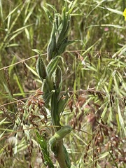 Oenothera stricta stricta