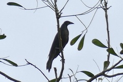 Molothrus oryzivorus