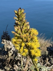 Solidago