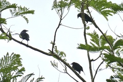 Molothrus oryzivorus
