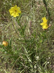 Oenothera stricta stricta