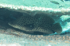 Chromileptes altivelis