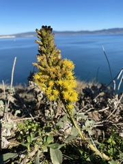 Solidago