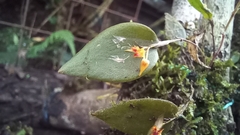 Lepanthes