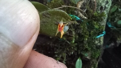 Lepanthes