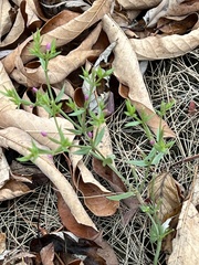 Centaurium pulchellum