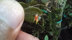 Lepanthes